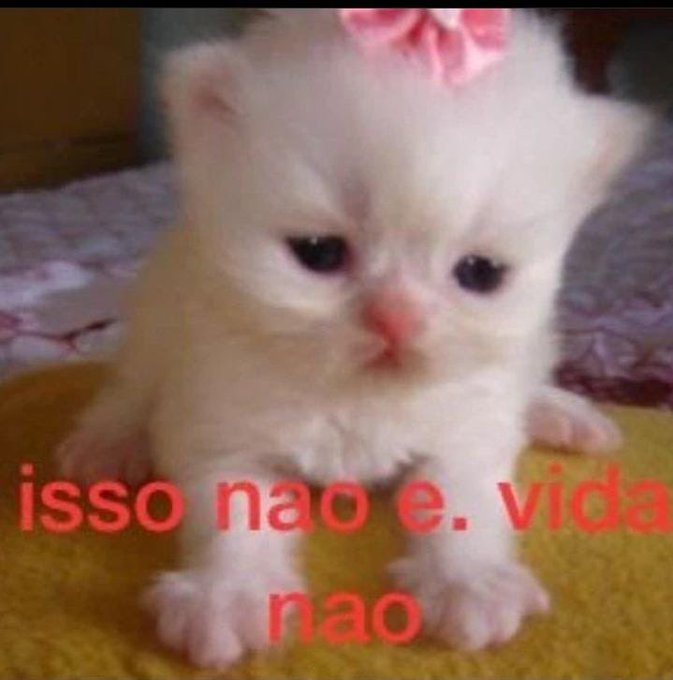 shitpostverdade's tweet photo. https://t.co/Khqlav15df