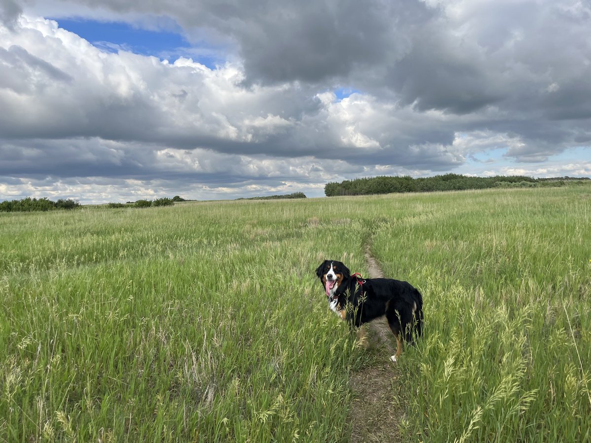 Happiness is. ❤️

#playoutside #Saskatchewan #dogsoftwitter #space