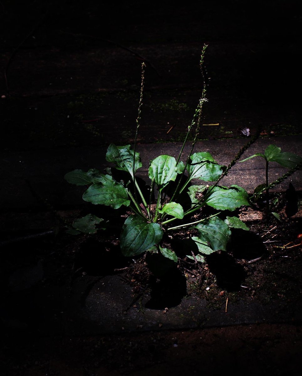 torinos's tweet image. 230616
#shadowandlight
#naturephotography