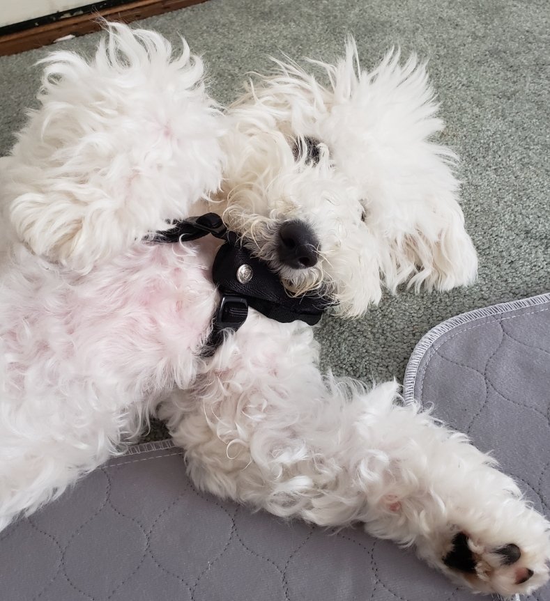 Cookie The Bichon🌈 tweet media