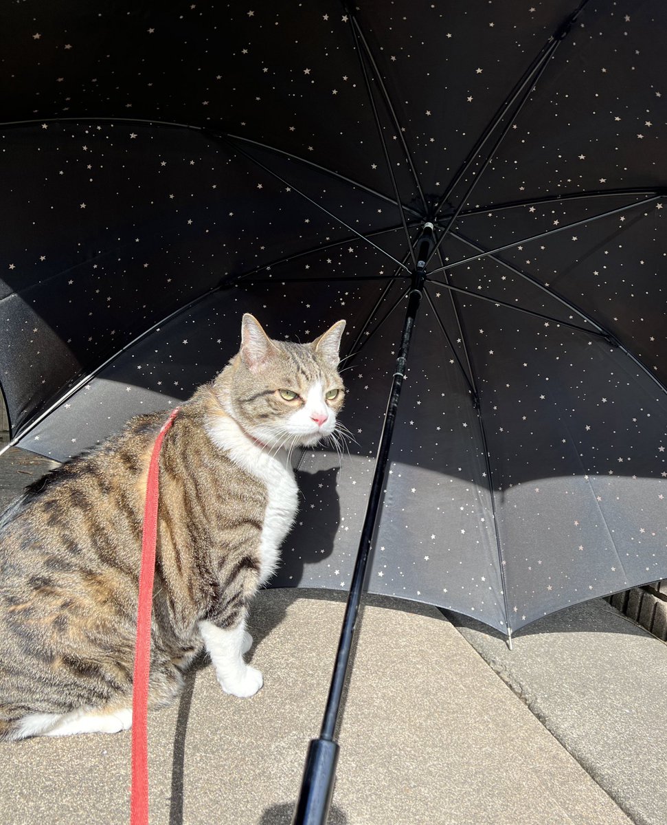 おはようございます🌞
俺の傘、内側がプラネタリウムになってるんだぜ⭐️イカすだろ
良かったら俺と一緒に観てみない？⛱