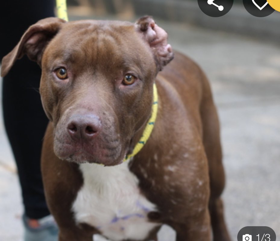 “Trembling and hiding behind humans”, instead of protecting Bella #171380, NYCACC will take her on her final walk. TBK Saturday, a timid girl who is afraid to walk through the pound, she needs a slow gentle approach because she’s terrified! Needs a VA to ME located family with…