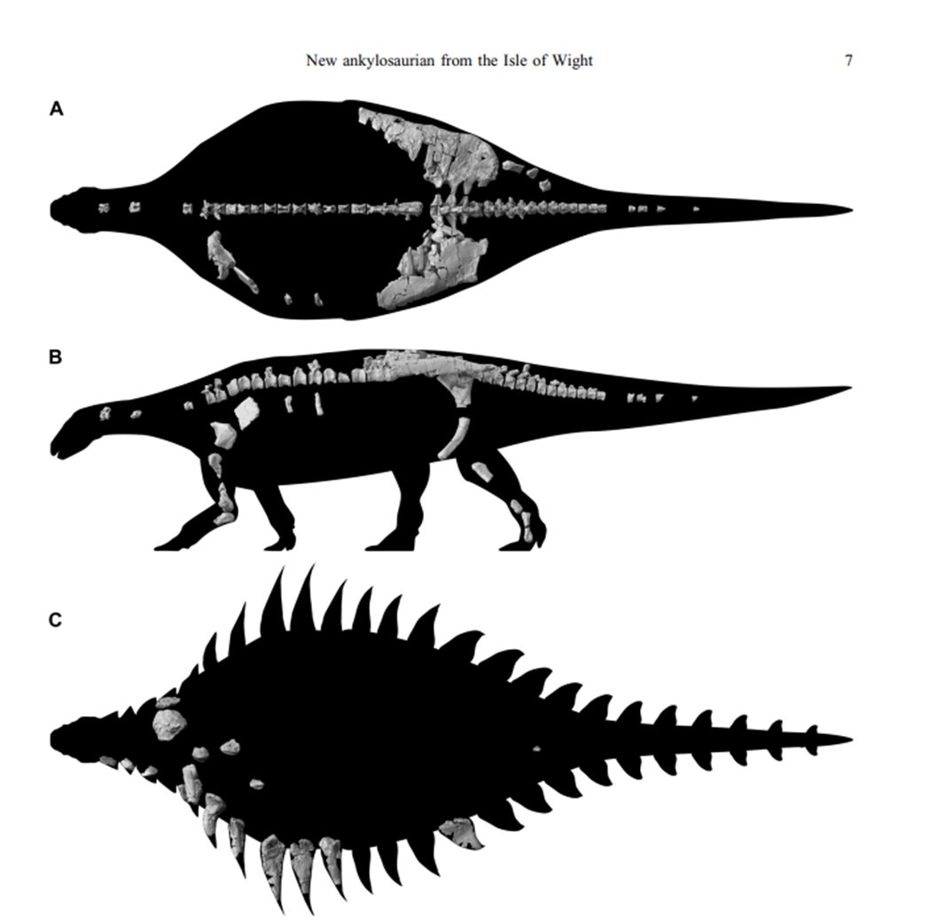 New ankylosaurid descrived from Isle of Wight: Vectipelta barretti. 

nhm.ac.uk/discover/news/…
#dinosaur #dinosaurmonth #DinosaurLove #JurassicPark30thAnniversary