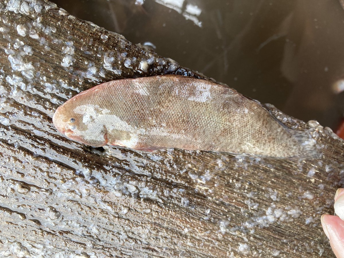 LOOK | Local fishers observed the surfacing of this type of flounder/flat fish, locally known as ‘tampal-puke’ or ‘isdang dapa’. 

‘Tampal-puke’ are said to be being driven away from the seafloor because of the ongoing dredging in Manila Bay.