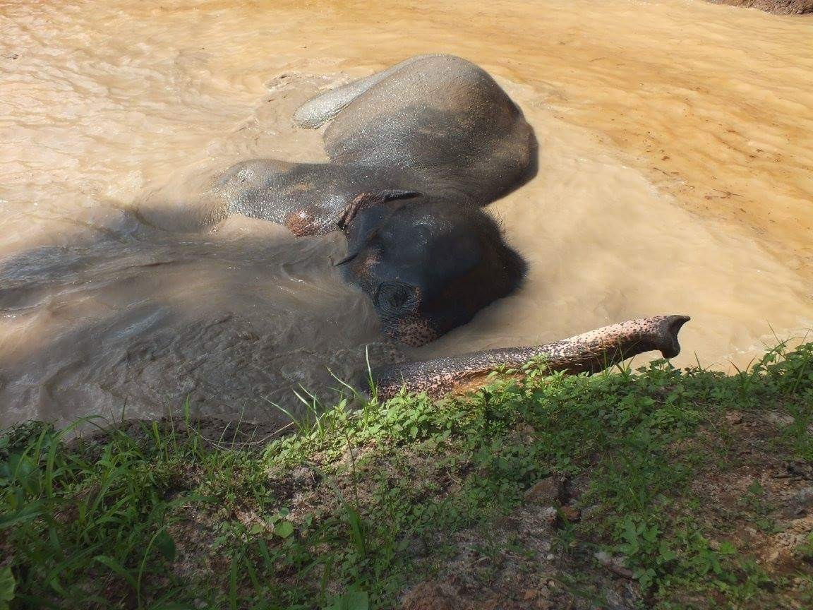 Chiang Mai Elephant Home tweet media