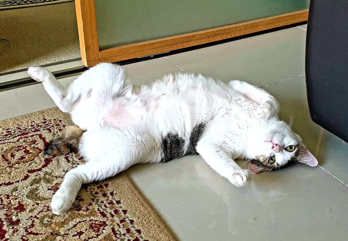CatWidget's tweet photo. What?

#CatsOfTwitter https://t.co/QbqHj2RJTS