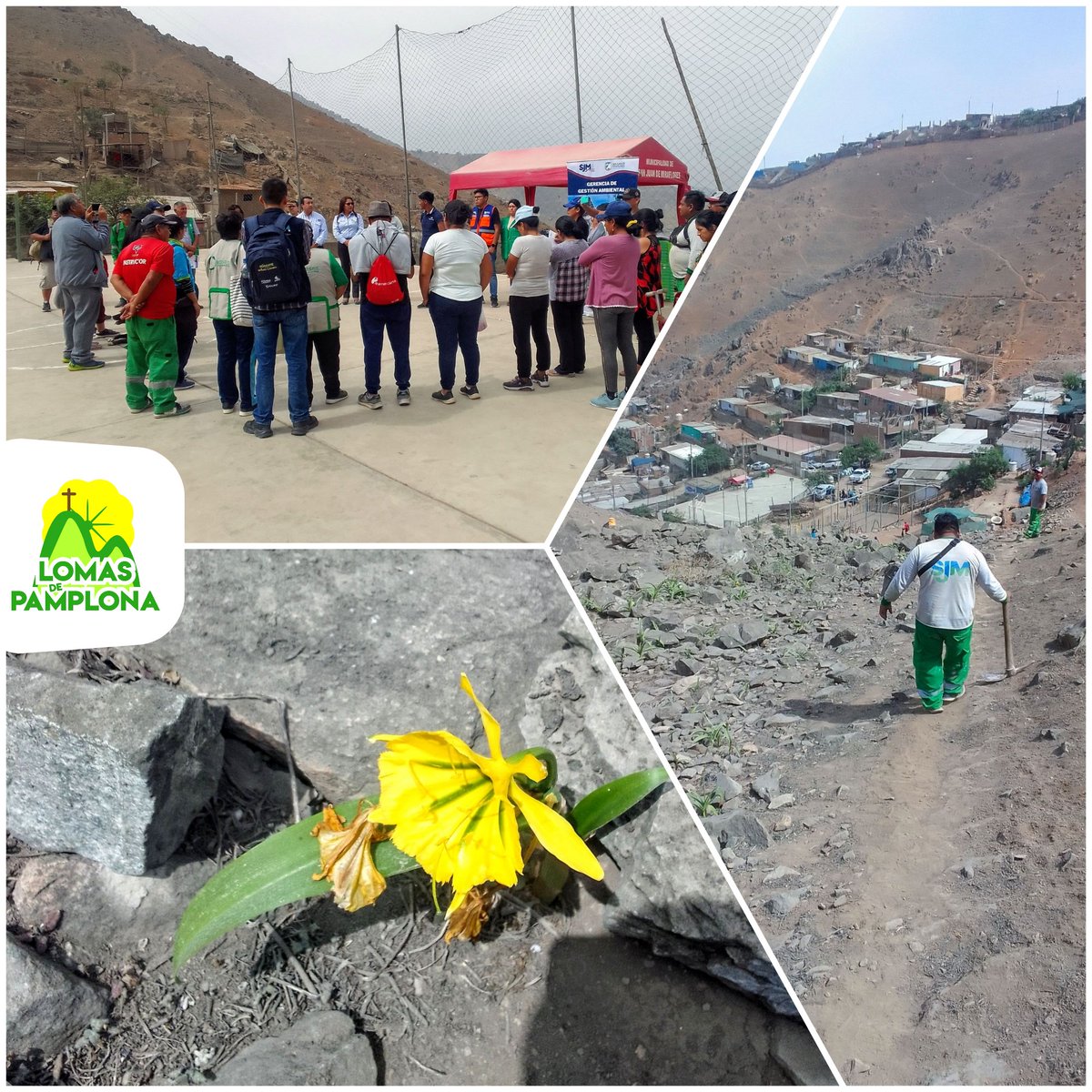 Con la participación de vecin@s del #AHFlorDeAmancaes, representantes de organizaciones de sociedad civil, instituciones, funcionari@s y personal municipal HOY se desarrolló una jornada de limpieza en las #LomasDePamplona promovida por <a href="/sjm_muni/">Municipalidad de San Juan de Miraflores</a>.

#SalvemosLasLomas, JUNT@S 🌱💚