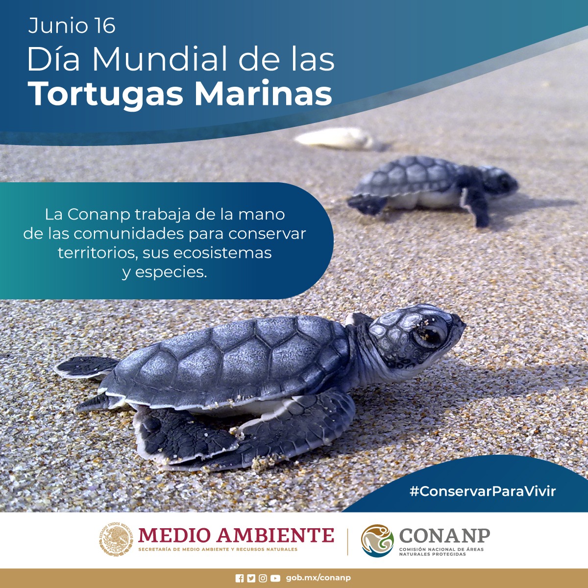 #FelizViernes Celebramos el Día Mundial de las Tortugas Marinas, el grupo de reptiles más antiguo del planeta. 🐢🌎🥳🎉 Toma conciencia y recuerda que tus acciones contribuyen para su cuidado y preservación. Evita el uso de plásticos y popotes. #ConservarParaVivir 🚯🛍️🥤❌🚭🐟🏝️