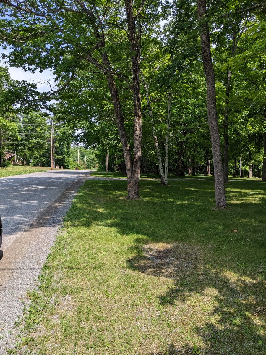 Jessicalinton86's tweet photo. What you do on your property matters, no matter how small it is.  The second largest population of endangered mottled duskywing occurs along the road sides of a low density residential area in Ontario.  The folks that choose not to mow are supporting it's existence here. https://t.co/Ohs2z3tsdj