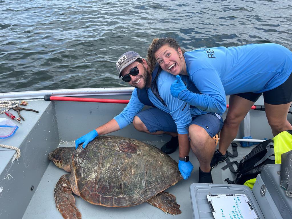 Another trip handling these animals. This loggerhead turtle (Caretta caretta) has a CATS camera attached to it. These cameras have sensors in them that will allow us to quantify fine scale changes in movement so that we can investigate how these turtles respond to vessel traffic.