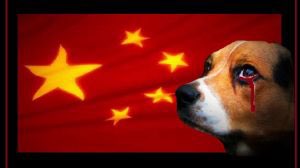 @HSIGlobal thanks to those who rescue fr #yulin #Yulin2023 😪