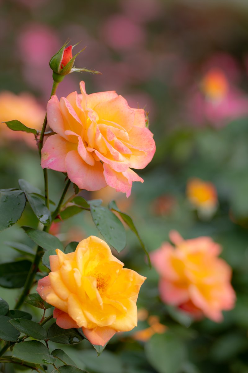 雨上がりの #薔薇 😆
#LUMIX #LUMIXS1 #S1 #LUMIXSPRO70200F4 #STC14 #LUMIX友の会 #ルミトモ