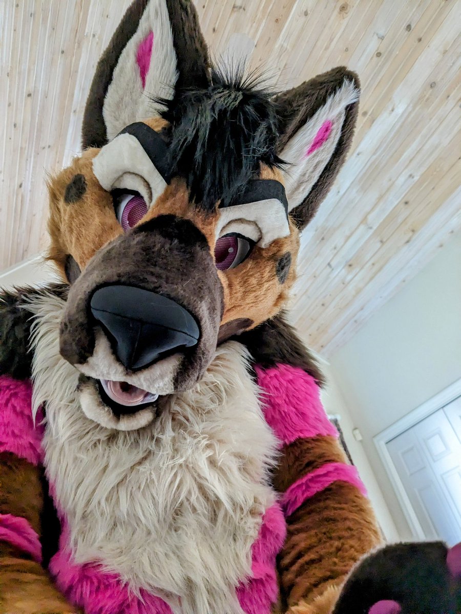 Jaeger_Fuchs's tweet photo. This cutie @PaisleyShep visited @TiG_Wolf and I yesterday. We had a great afternoon hanging out. #CanWeKeepHim https://t.co/D8l85Wsh6o