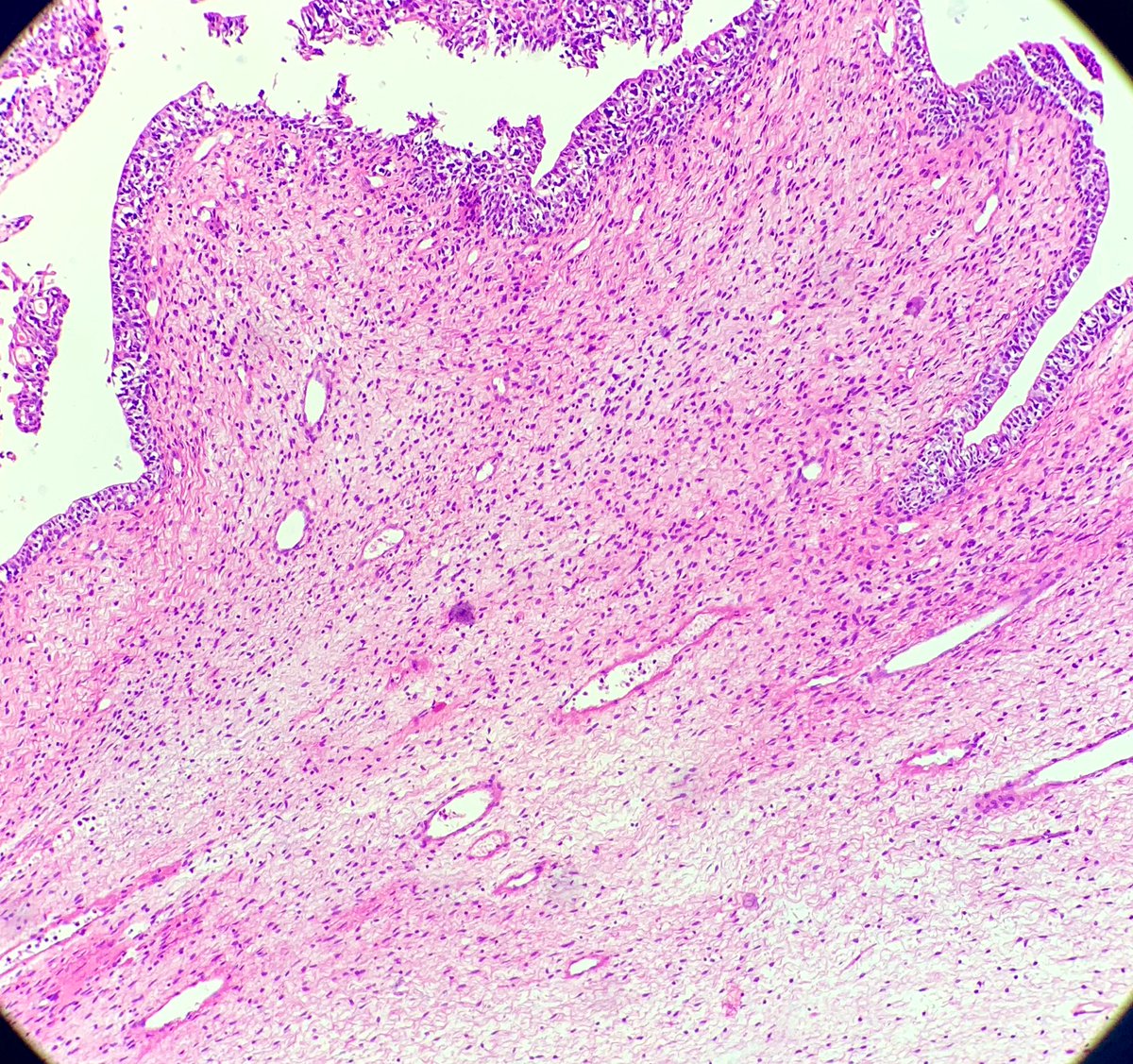 Ramin saadaat tweet media