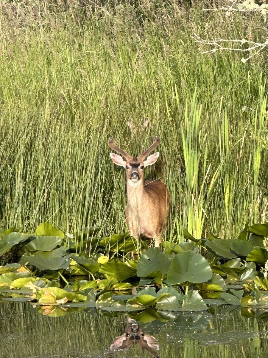 prattprattpratt's tweet photo. The Lord is my shephard. I shall not want. He makes me lie down in green pastures. He leads me to Stillwater. 

Imagine being led to a still body of water and seeing your reflection, the face of one in want of nothing. https://t.co/ihWeT2WOVQ