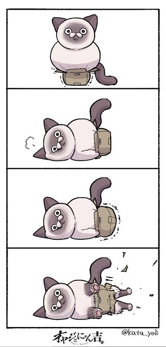 ✨金曜日お疲れ様です！✨ ひとやすみのお供にまん丸な猫は