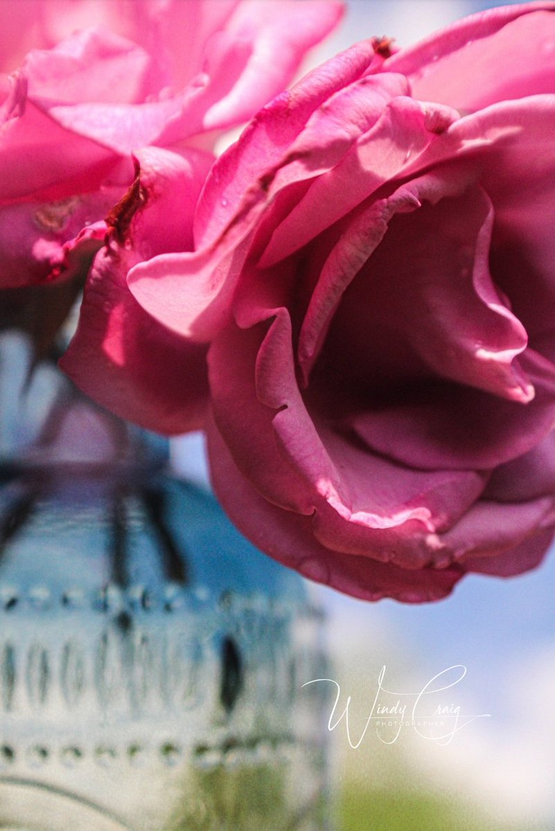 Pink Roses in the Summer 

etsy.com/listing/150458…

#AYearForArt #flowers #art #photography #photo #nature #windycraig #GiftIdeas #WallArt #Texas #SpringIntoArt #BuyIntoArt #ArtMatters #prints