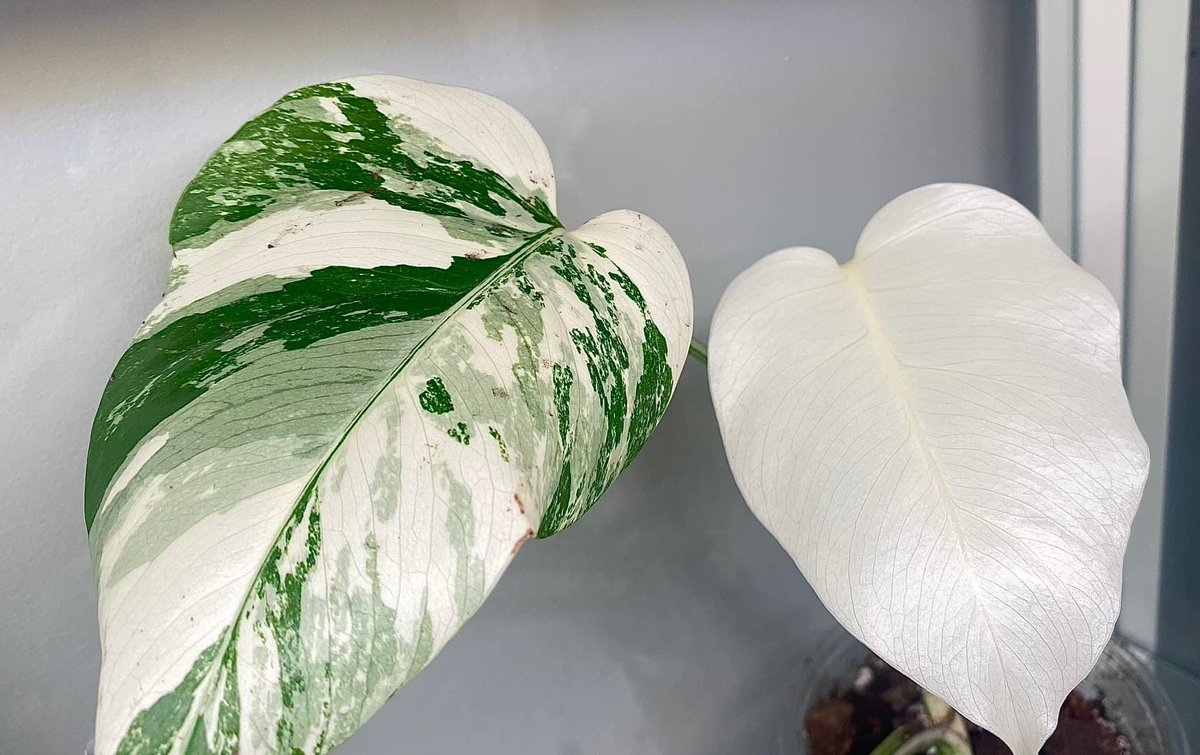 My monstera albo just put out an all white leaf 😍