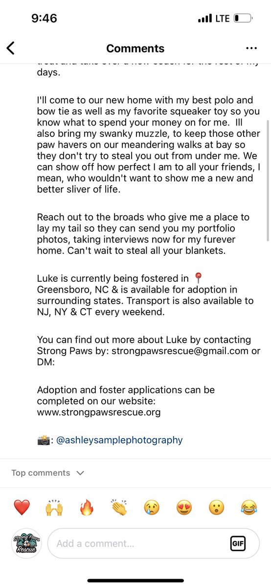 STRONGPAWSNY's tweet photo. Please read and share to help our #wiseguy find a home! https://t.co/AcjRz1kFbI