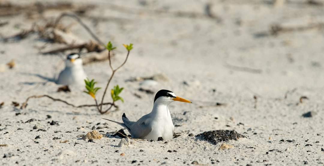 #ShowUsYourSeabirds
