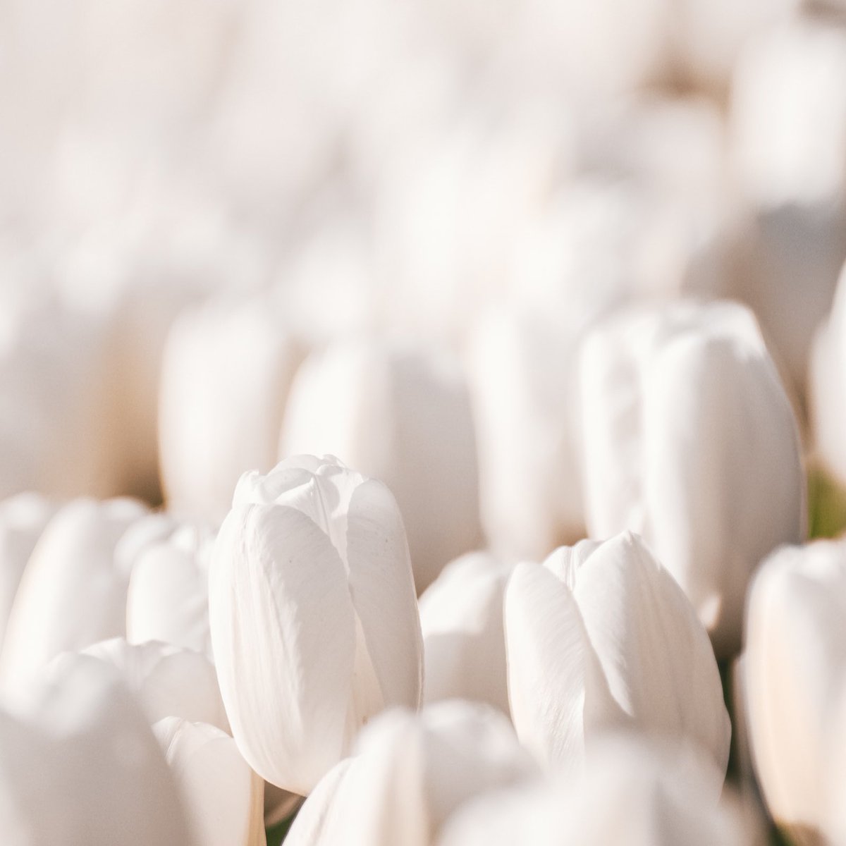 KnowlesPhotos's tweet photo. FREE ART

20 Editions Only! 🌷

Cheers everyone, here’s a free drop ❤️

https://t.co/S2qYDNitZZ https://t.co/MOCIXcYUnX