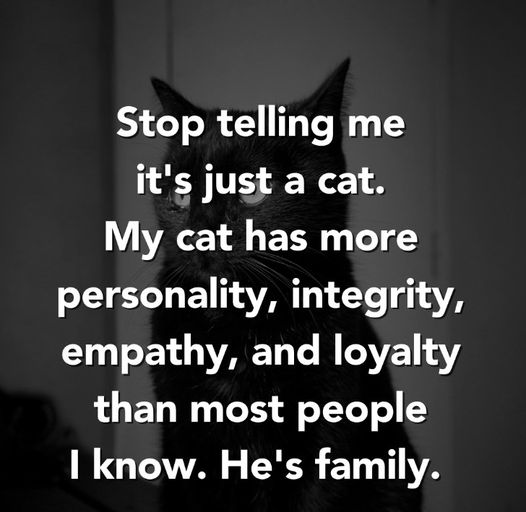 ALCommunity3's tweet photo. 😍😍🥰
.
.
.
.
.
.
.
#viral #viralreels #viralvideo #viralpost #funny #reels #NotMyCat #ReallyNotMyCat #ノルウェージャン #ノルウェージャンフォレストキャット #キジトラ #猫部 #猫がいる生活 #夕焼け #保護猫 #funnyanimals #funnycats https://t.co/zm62EGZN5X