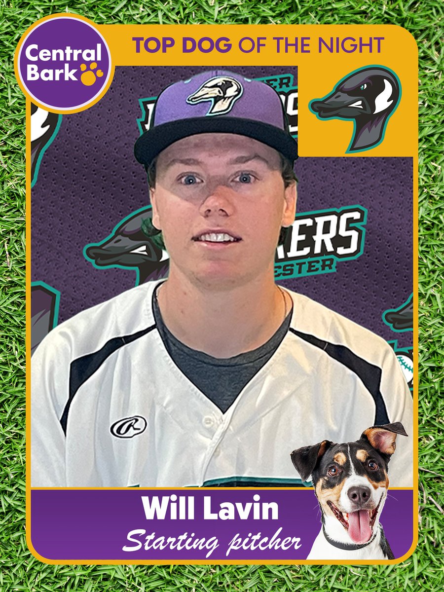 In a 4-2 loss vs Waterloo, Will Lavin was our anchor out of the bullpen. He went four innings without allowing a run and struck out seven. The reliever is our <a href="/CentralBarkRCH/">Central Bark Rochester</a> Top Dog of the Night #CentralBarkRochester #FunForTheWholeFlock