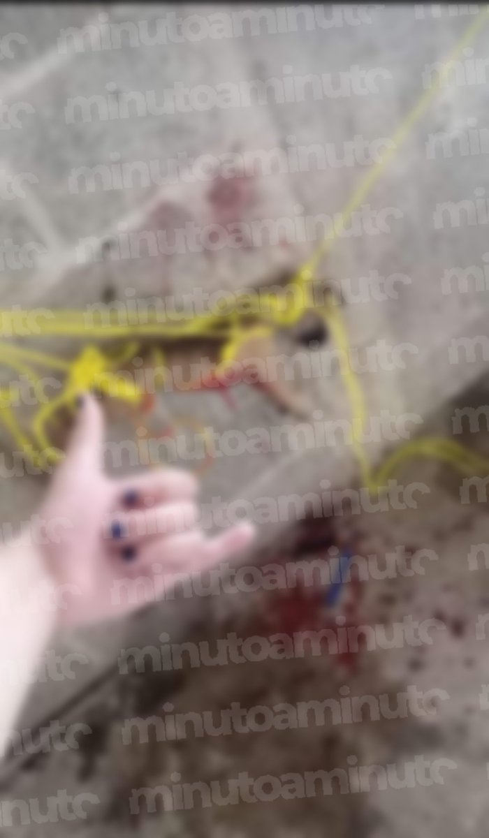 MinutoAMinutoC's tweet photo. #Urgente 🚨 • Denuncian a través de redes sociales la cruel muerte de un perrito 😤🤬😡 a manos de una alumna del CBTis 86 de Huauchinango

+información 👇🏼👇🏼👇🏼
https://t.co/g0ioT4zcSK https://t.co/eA4SIfQMzr