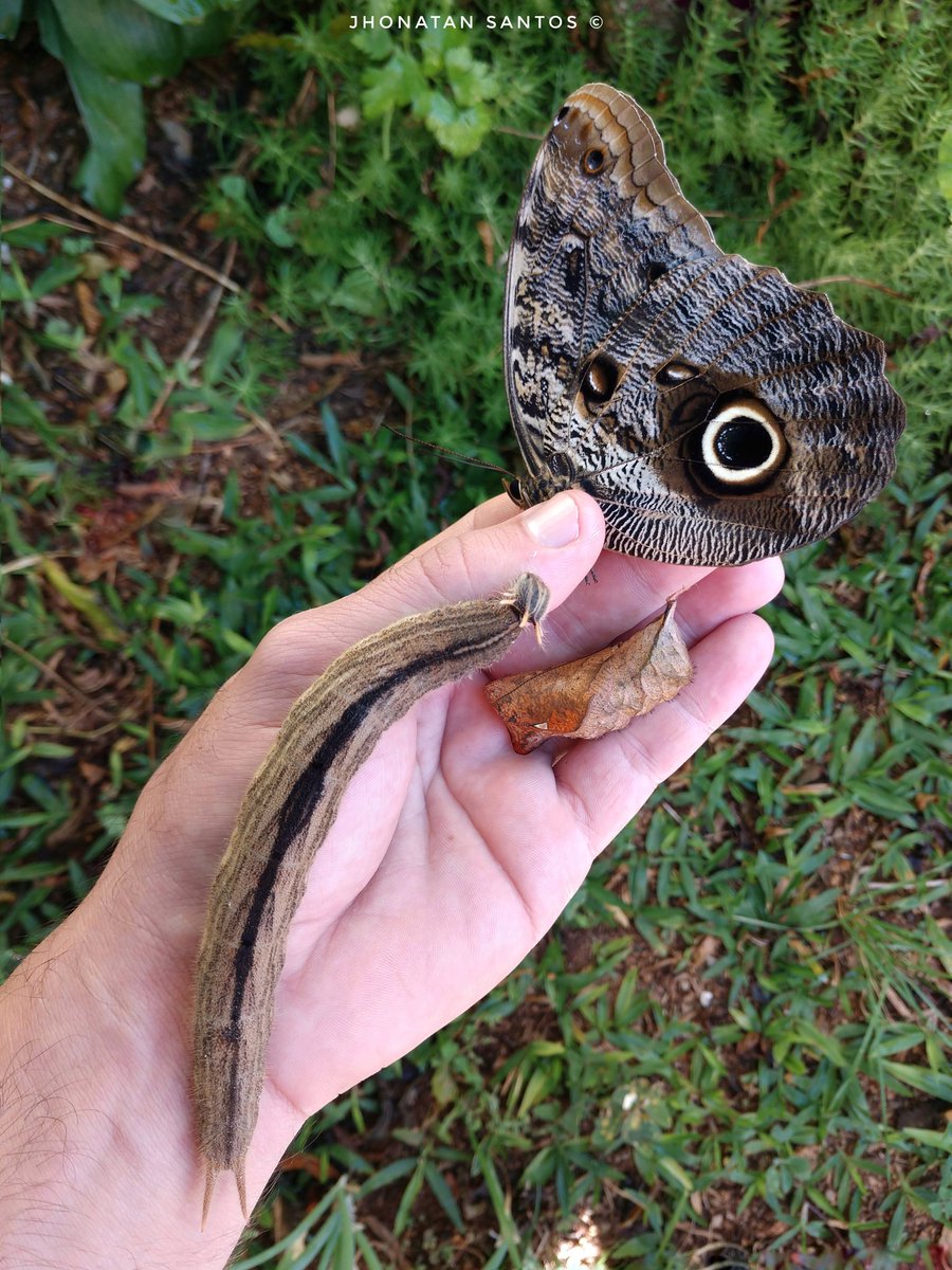 Simplesmente o ciclo de uma borboleta na "palma da mão". 
Popular borboleta -coruja (Caligo brasiliensis)🦉 - em todos os estágios é totalmente inofensiva.