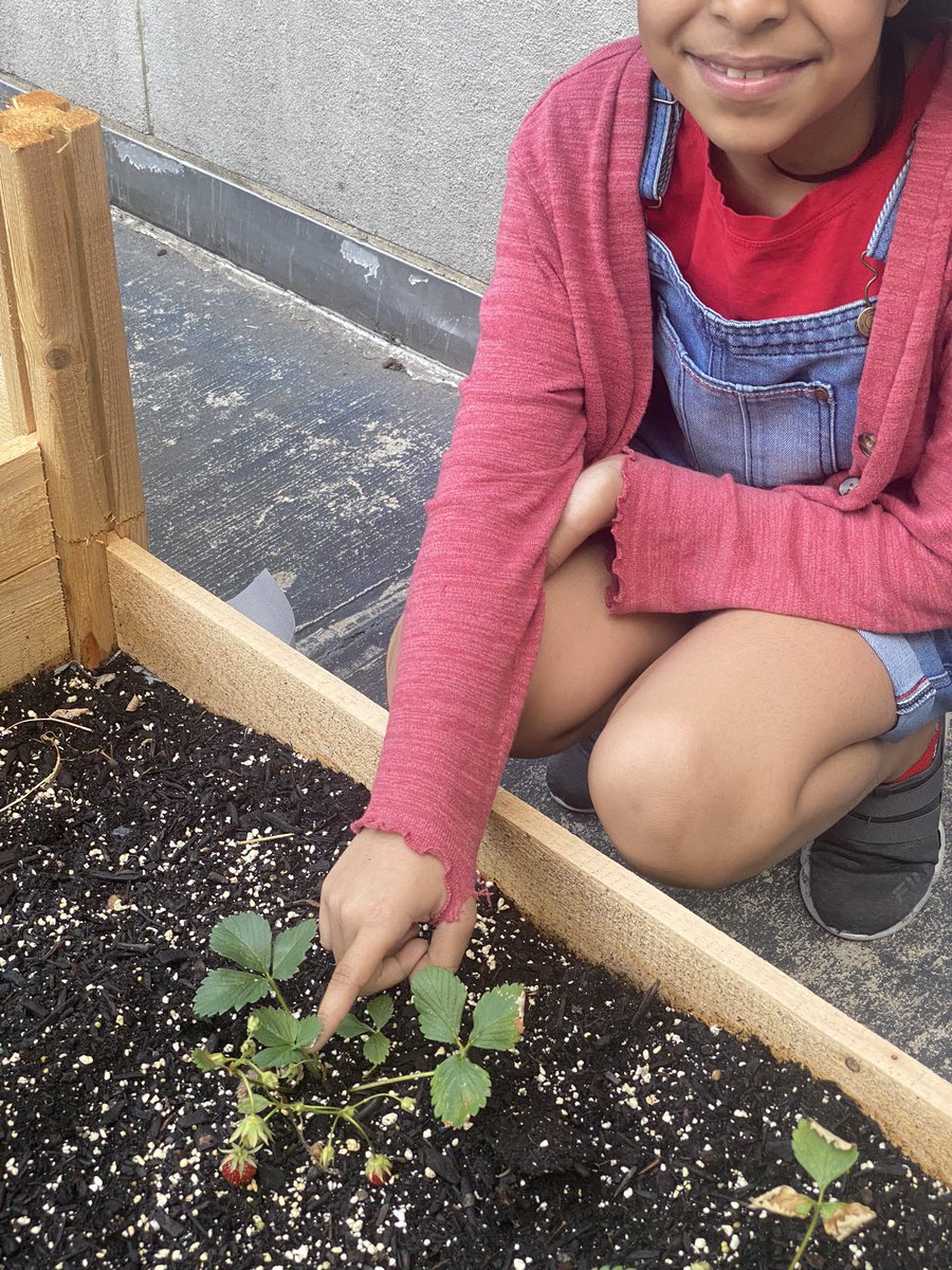 Magnet157's tweet photo. The strawberries are starting to bloom in our garden. 🍓😋 https://t.co/dIHTb05U9n