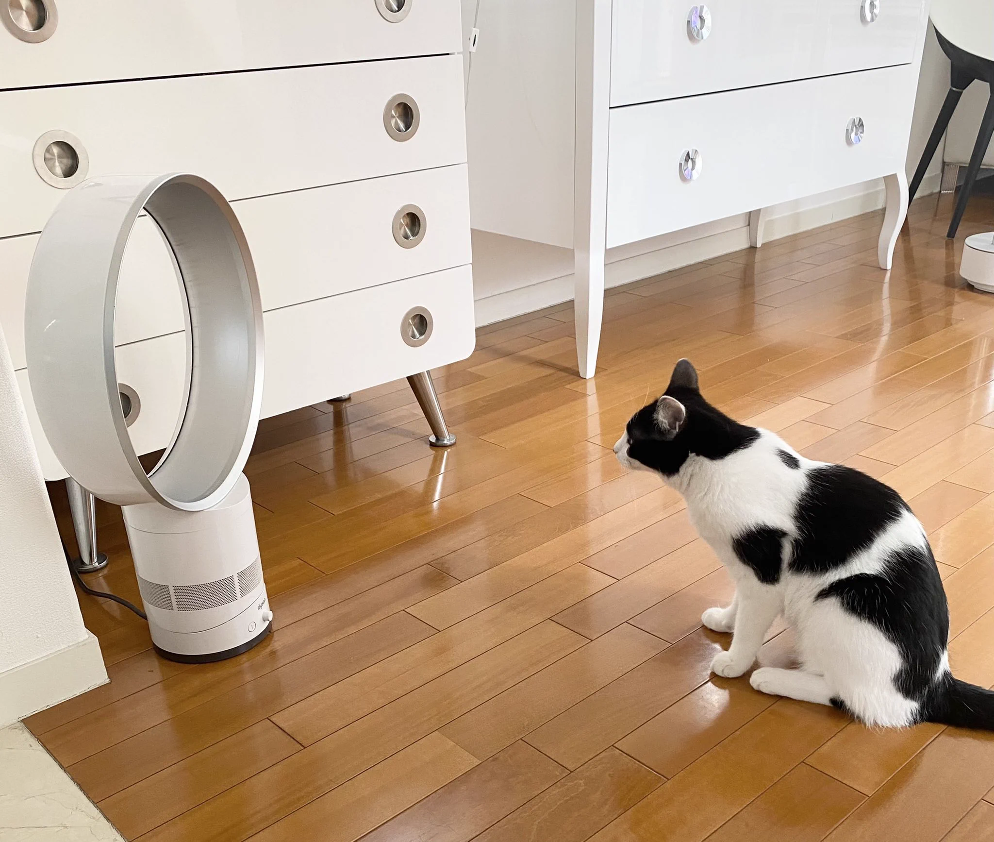 猫を一瞬で巨大化させる装置を発見！？