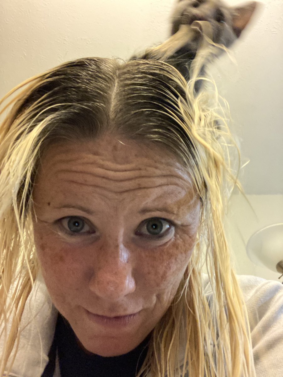 MarsRoverCat's tweet photo. Foster kitten Salsa was helping mom with her hair today.  I think she did a great job! https://t.co/yoyHIMKZTi