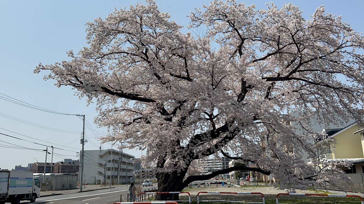 onefourwhite's tweet photo. 銀杏町の名物、大きな桜の木が遂に伐採。

もしかして、お祓いも何もしてないのかな。

今までありがとうございました。

画像は令和5年4月4日です。

伐採業者さん大雨の中お疲れ様です。 https://t.co/XPWrq7O2cH
