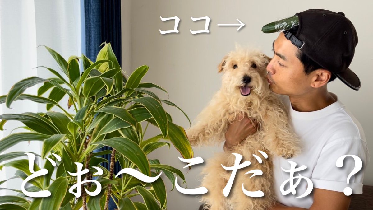 daichiwanwan's tweet photo. わんわんの大好きなキュウリ🥒を隠した😜✌️
わんわん、見つけられるかなぁ？？？🤣🐶
⬇︎⬇︎YouTube動画はコチラ⬇︎⬇︎
https://t.co/shO4rW7yIX https://t.co/rKICBTPvK0