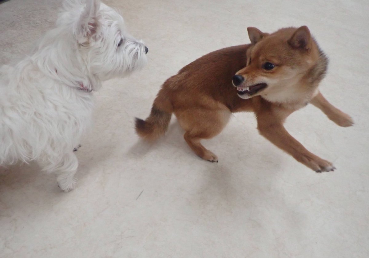 mameta_diary's tweet photo. 悪い顔選手権
#犬 #dog #柴犬 #shibainu #柴 #shiba #日本犬 #和犬 #Japanesedog #犬のいる生活 #柴犬のいる生活 #豆太 #mameta https://t.co/U27InKLbSP