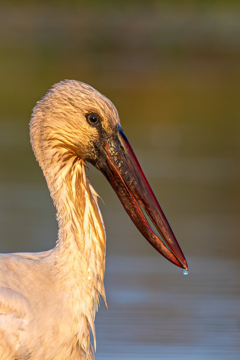 Portrait of Asian openbill stork 
#indiaves #thephotohour #TwitterNatureCommunity #BirdsSeenIn2023 #birdphotography #BBCWildlifePOTD #natgeoindia #BirdsOfTwitter