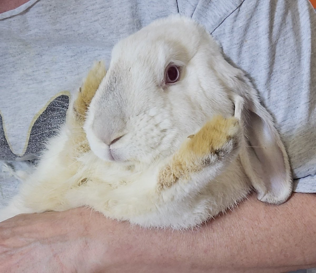 Carrie, Topaz, & Pua tweet media