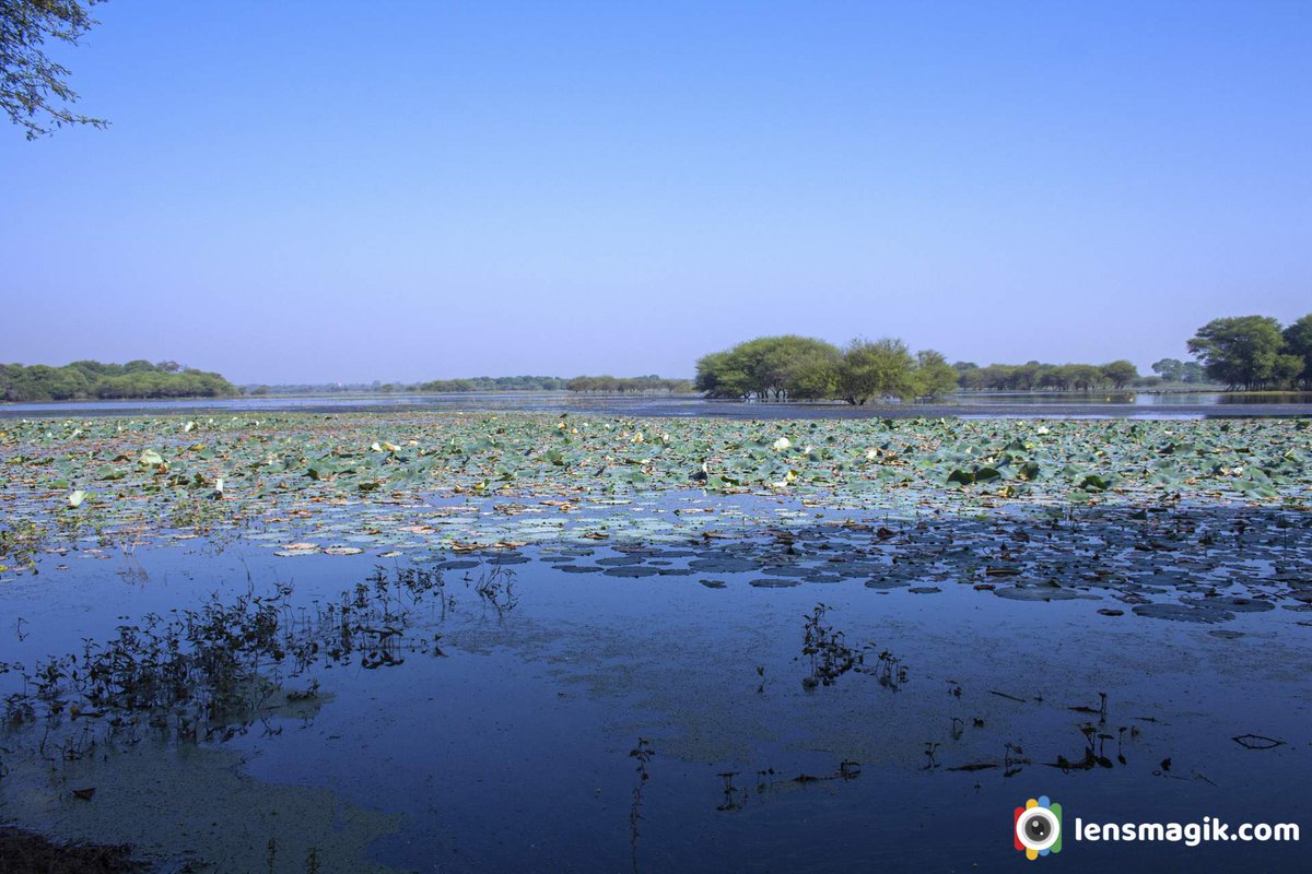 np_photographer's tweet photo. Thol Lake https://t.co/BxGhhNSkDT Artificial Lake #tholbirdsanctuary #thollake #artificiallakegujarat #lakesingujarat #birdsanctuaryGujarat #birdsofThollake #thollakefloraandfauna #migratorybirdsGujarat #sanctuaryinGujarat #placestovisitnearahmedabad #thollakefromahmedabad https://t.co/WqOozc11PF