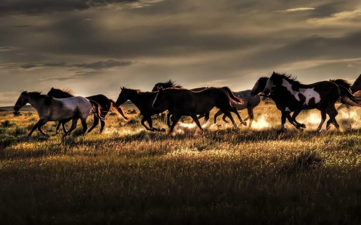 The Bureau of Land Management will be sending helicopters to terrorize and chase down our beloved native wild horses and burros very soon. All because the BLM kowtows to Cattlemen and Big Beef. PLEASE call your elected officials. Let YOUR voice be heard to END ROUNDUPS FOREVER. https://t.co/pxHMyywA0u