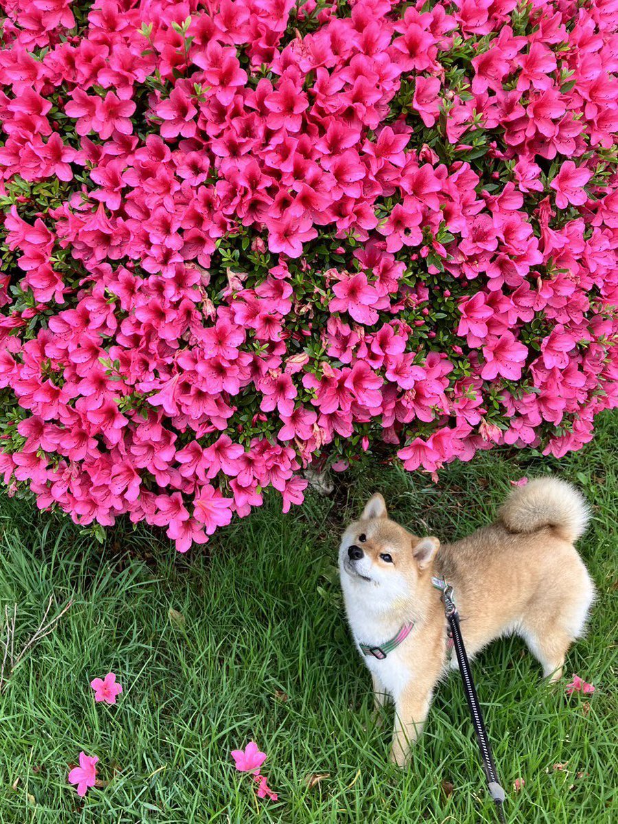 ツツジがまだきれいに咲いてるねぇ
🌺🌺🌺 #柴犬