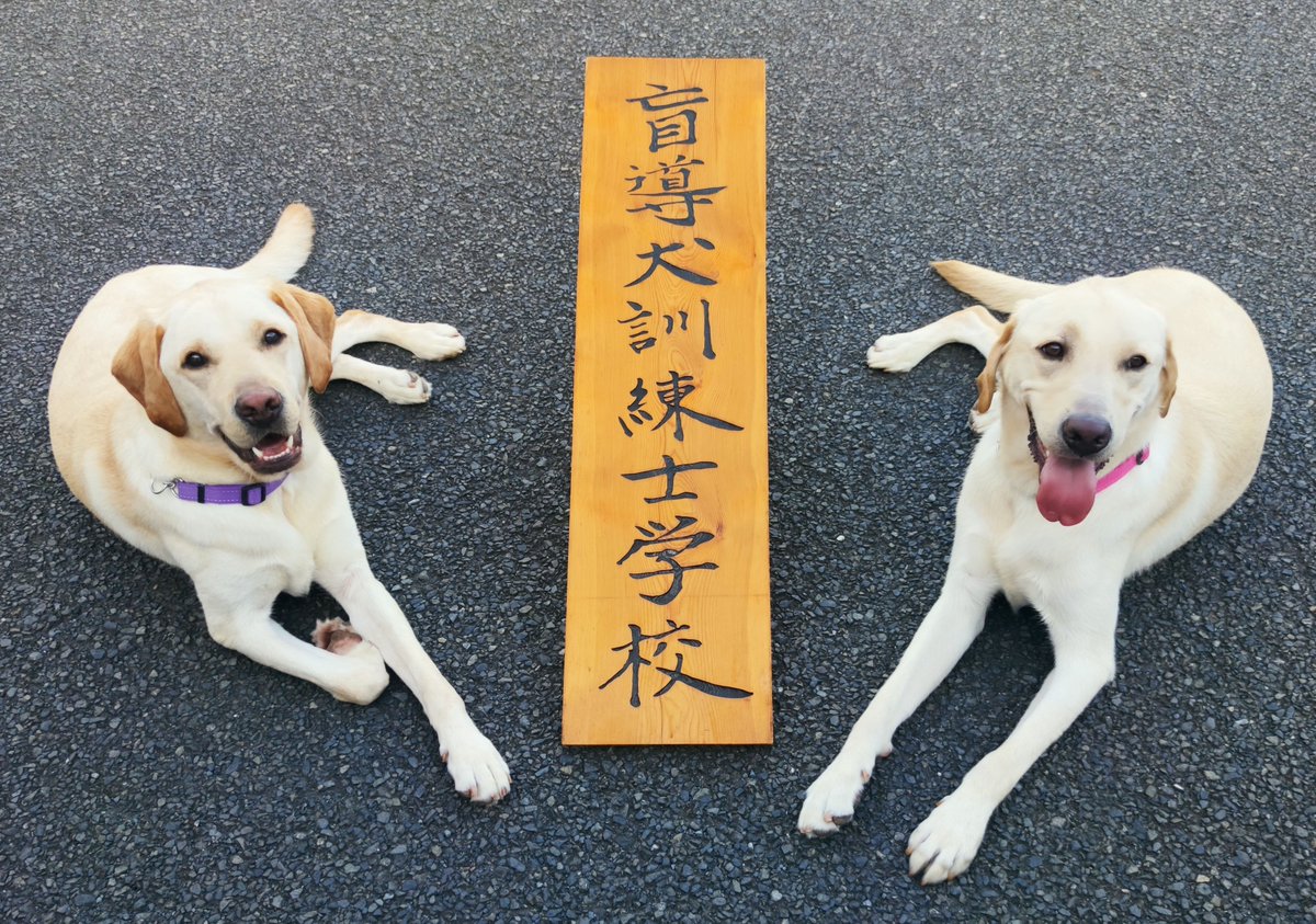 【#訓練士学校レター 配信📨】
協会の神奈川訓練センターにある【盲導犬訓練士学校】では「訓練士学校レター」と題して、学校から日々の様子やお知らせ・関連ニュースなどを月に1回程度で配信しています！

本日、最新記事を公開しました！
是非、ご覧ください👀
moudouken.net/center/kanagaw…

#訓練士学校