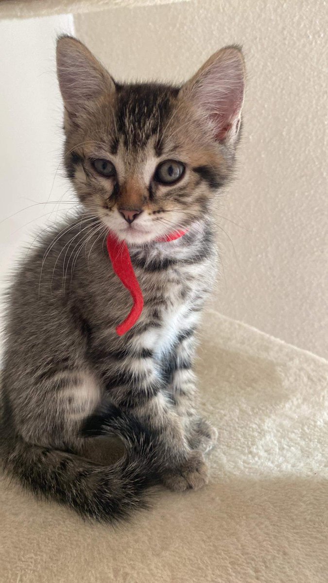 Oyé oyé y’a t’il des chamis qui ont du tit matériel de soins/pour enfants ? 
Nous avons grandement besoin de betadine, compresses, sur chaussures, etc etc… 
Nous sommes aussi ouverts aux petits paniers et plaids qui ne servent plus pour nos bibous❤️

Contactez nous en mp! 🤍🍀