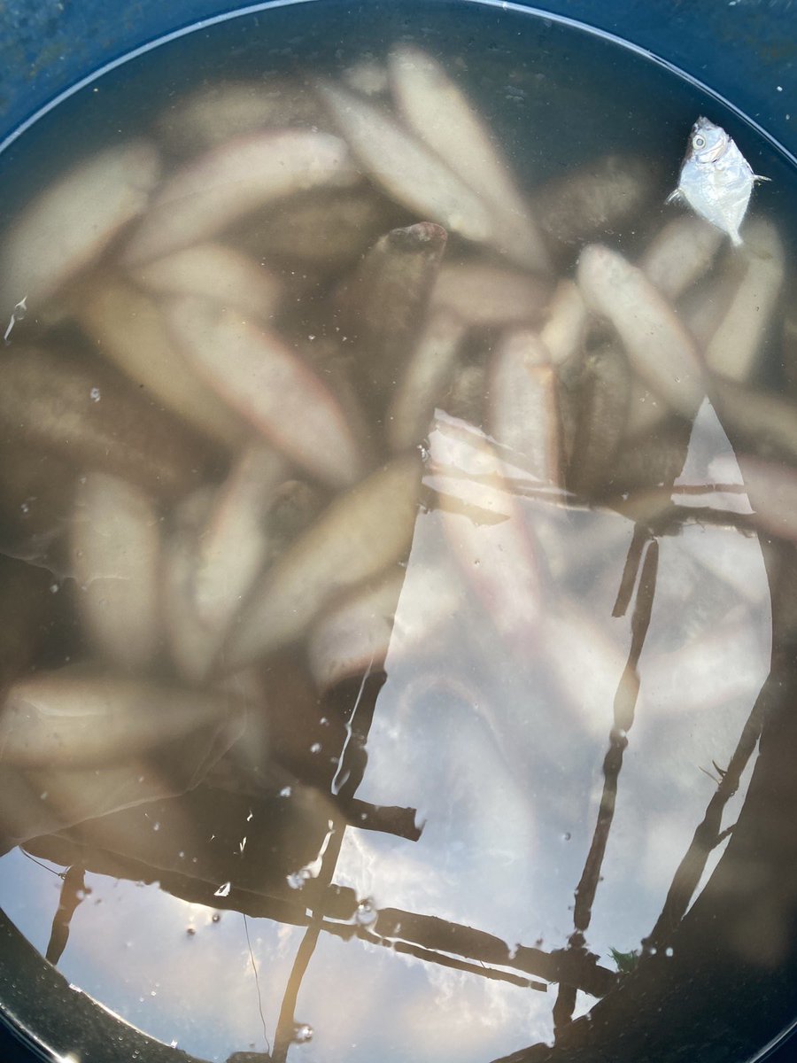 Jervis Manahan (@jervismanahan) on Twitter photo Tampal-puke in Cavite?
Fishermen in Cavite observed the surfacing of the flounder/flat fish, locally known as the 'tampal-puke' or 'isdang dapa'.
Fisher's group Pamalakaya believes these are being driven away from the sea floor because of dredging in Manila Bay. <a href="/ABSCBNNews/">ABS-CBN News</a> Tampal-puke in Cavite?
Fishermen in Cavite observed the surfacing of the flounder/flat fish, locally known as the 'tampal-puke' or 'isdang dapa'.
Fisher's group Pamalakaya believes these are being driven away from the sea floor because of dredging in Manila Bay. <a href="/ABSCBNNews/">ABS-CBN News</a>