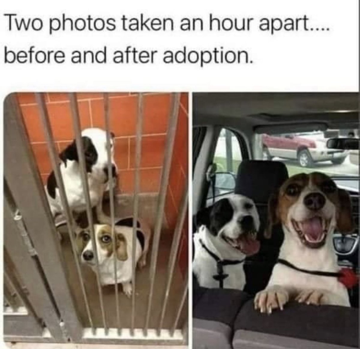 #dogs 🩷#petadoption