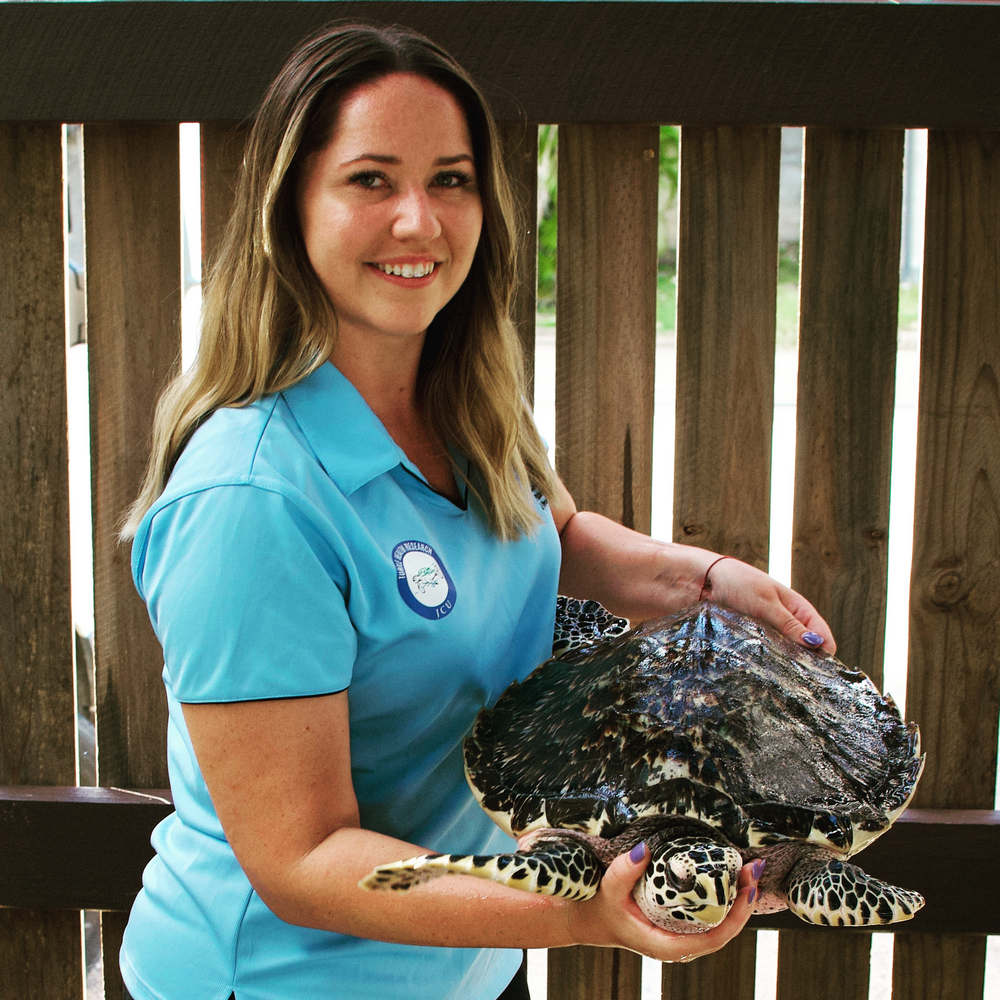 PhD Student Rebecca Diggins has been researching juvenile #hawksbill turtles for the last few years. For #worldseaturtleday, @BecDig shares what makes tiny #turtles happy and what they do once they have been set free on the #GreatBarrierReef. #jcu @jcu  jcu.edu.au/this-is-uni/sc…