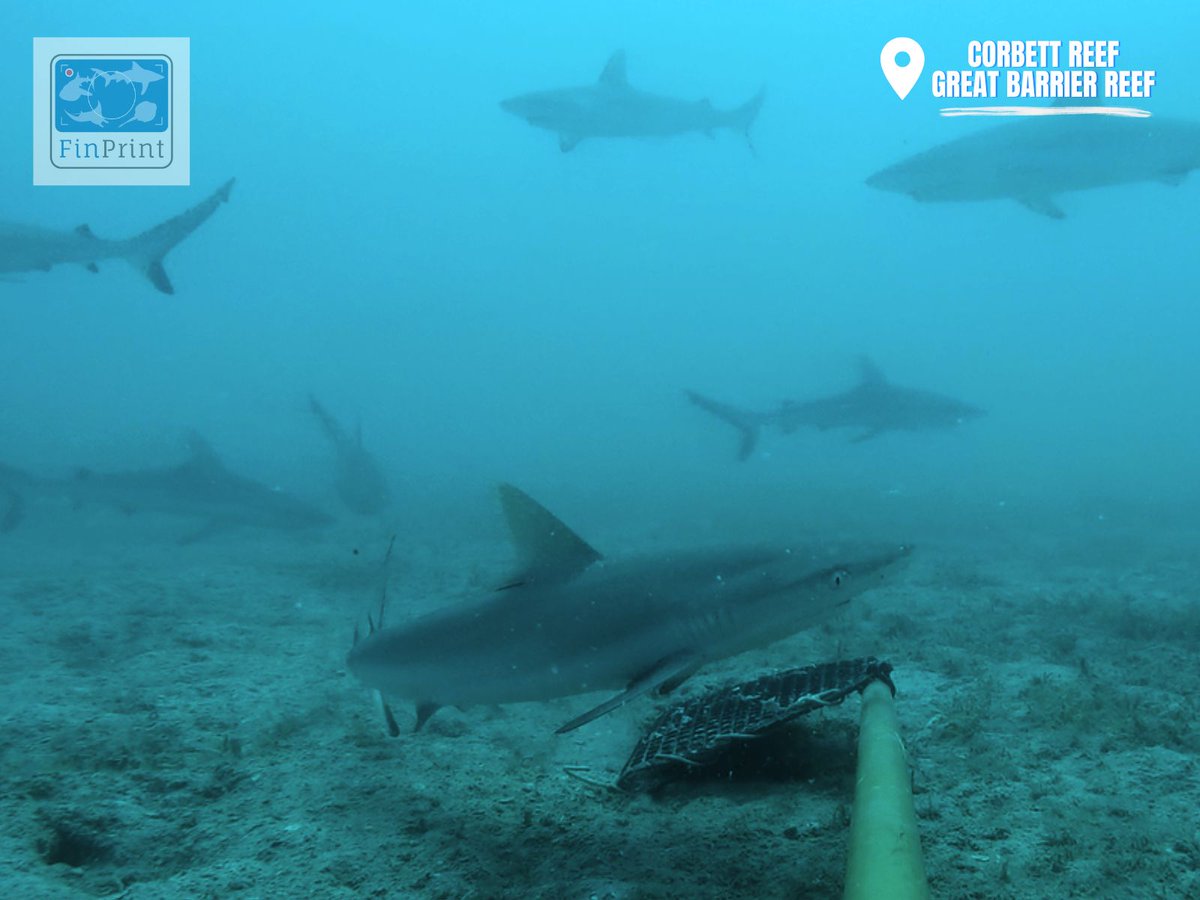 The <a href="/globalfinprint/">Global FinPrint</a> study found populations of #sharks &amp; rays on Australian coral reefs are faring better than the same species on reefs where there is less protection from fishing.

Learn more: ow.ly/jFmU50OQ2yh

Study led by <a href="/SharkColin/">Colin Simpfendorfer</a> &amp; supported by @PGAFamilyFdn