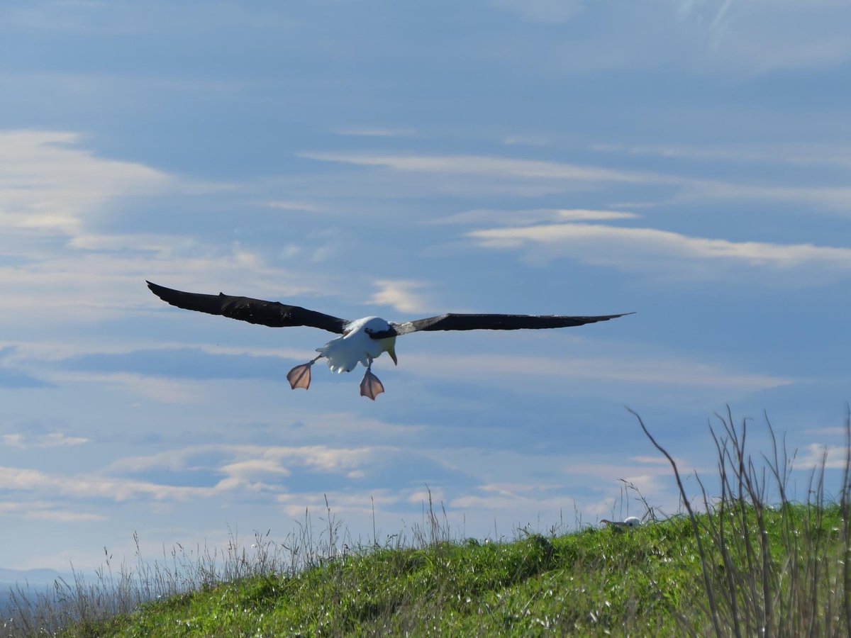 L coming in for the landing! Paddles out, ready to feed her chick

#albatross 

📷 James Slater