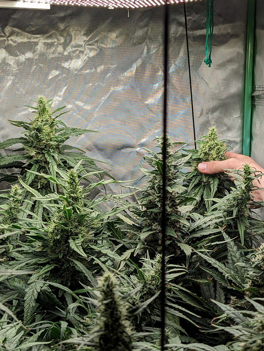 Dude 😳 our four ladies are filling the tent! The buds are freaking gigantic 😂😂  #4plantchallenge #canada #weed #medicalmarijuana #maryjane #islandgrown