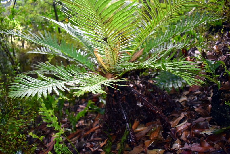 Putting out lots of new fronds on #fernfriday 💚