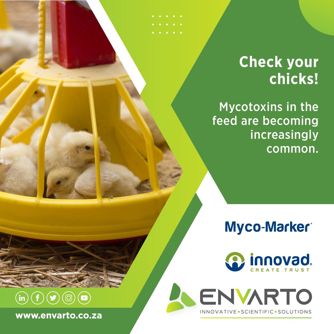 envarto's tweet image. Mycotoxins in the feed are becoming increasingly common. @Innovadsa's Myco-Marker® can check the levels of mycotoxins in your animals' blood. 

Contact Lené vd Walt at 060 542 1769 for more info on decreasing mycotoxins' impact on your flock. 

#mycotoxinmanagement